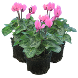 Cyclamen persicum 'Salmon' from Cedar Nursery, Cobham