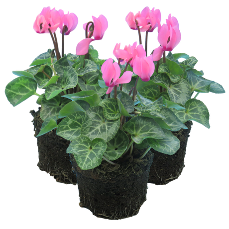 Cyclamen persicum 'Salmon' from Cedar Nursery, Cobham