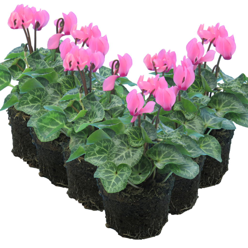 Cyclamen persicum 'Salmon' from Cedar Nursery, Cobham