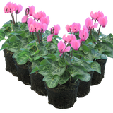 Cyclamen persicum 'Salmon' from Cedar Nursery, Cobham