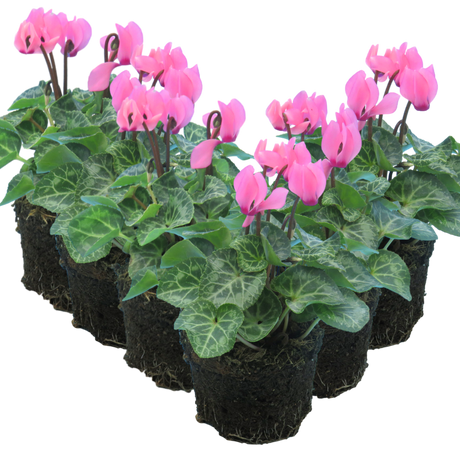 Cyclamen persicum 'Salmon' from Cedar Nursery, Cobham