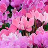 Cyclamen persicum 'Salmon' from Cedar Nursery, Cobham