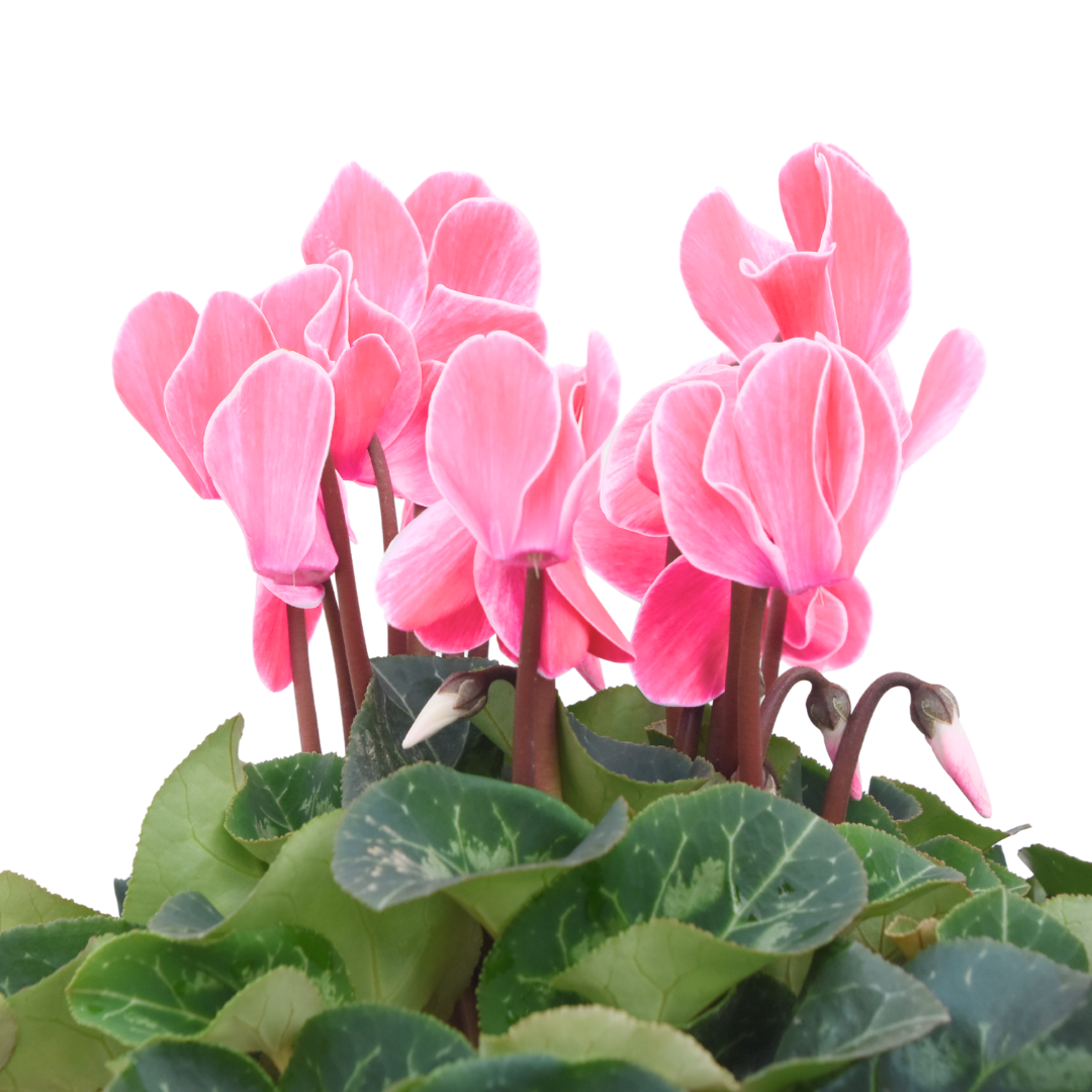 Cyclamen persicum 'Salmon' from Cedar Nursery, Cobham