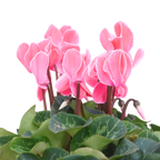 Cyclamen persicum 'Salmon' from Cedar Nursery, Cobham