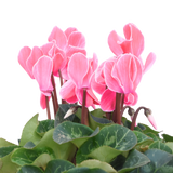 Cyclamen persicum 'Salmon' from Cedar Nursery, Cobham