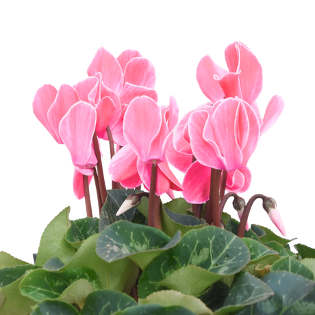 Cyclamen persicum 'Salmon' from Cedar Nursery, Cobham