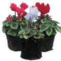 Cyclamen persicum Silver Leaf Growers Selection from Cedar Nursery, Cobham