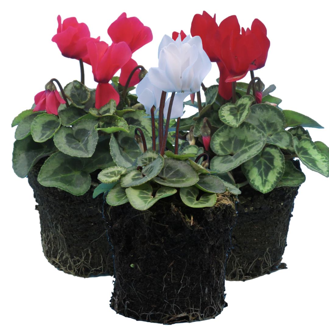 Cyclamen persicum Silver Leaf Growers Selection from Cedar Nursery, Cobham
