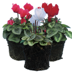 Cyclamen persicum Silver Leaf Growers Selection from Cedar Nursery, Cobham