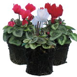 Cyclamen persicum Silver Leaf Growers Selection from Cedar Nursery, Cobham