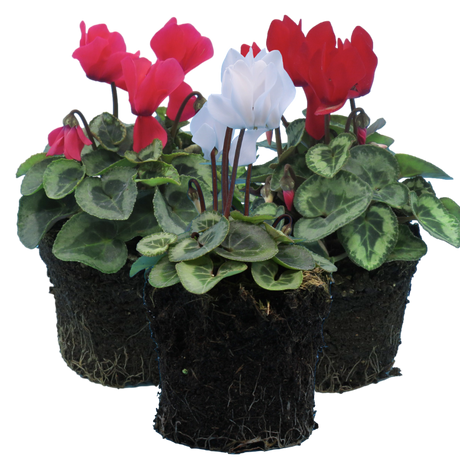 Cyclamen persicum Silver Leaf Growers Selection from Cedar Nursery, Cobham