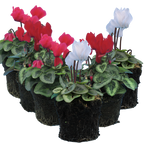 Cyclamen persicum Silver Leaf Growers Selection from Cedar Nursery, Cobham