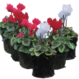 Cyclamen persicum Silver Leaf Growers Selection from Cedar Nursery, Cobham