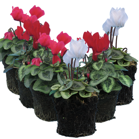 Cyclamen persicum Silver Leaf Growers Selection from Cedar Nursery, Cobham