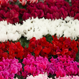 Cyclamen persicum Silver Leaf Growers Selection from Cedar Nursery, Cobham