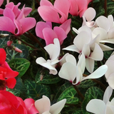Cyclamen persicum Silver Leaf Growers Selection from Cedar Nursery, Cobham
