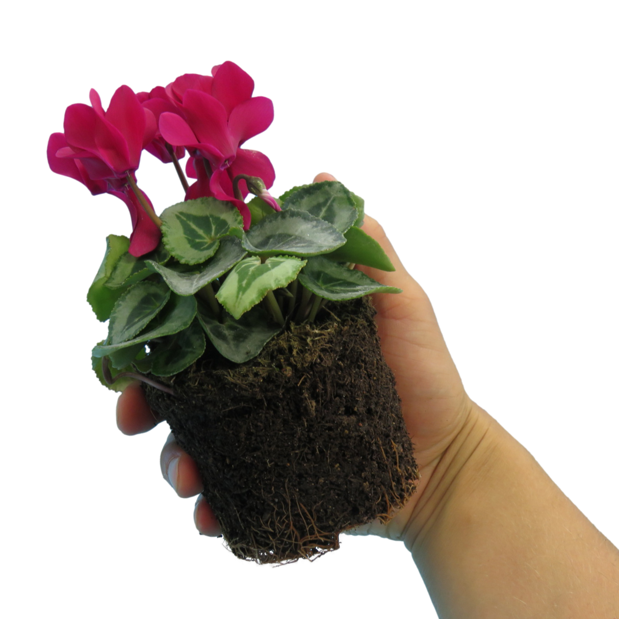 Cyclamen persicum Silver Leaf 'Magenta' from Cedar Nursery, Cobham