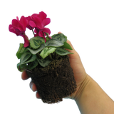 Cyclamen persicum Silver Leaf 'Magenta' from Cedar Nursery, Cobham