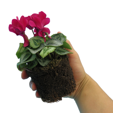 Cyclamen persicum Silver Leaf 'Magenta' from Cedar Nursery, Cobham
