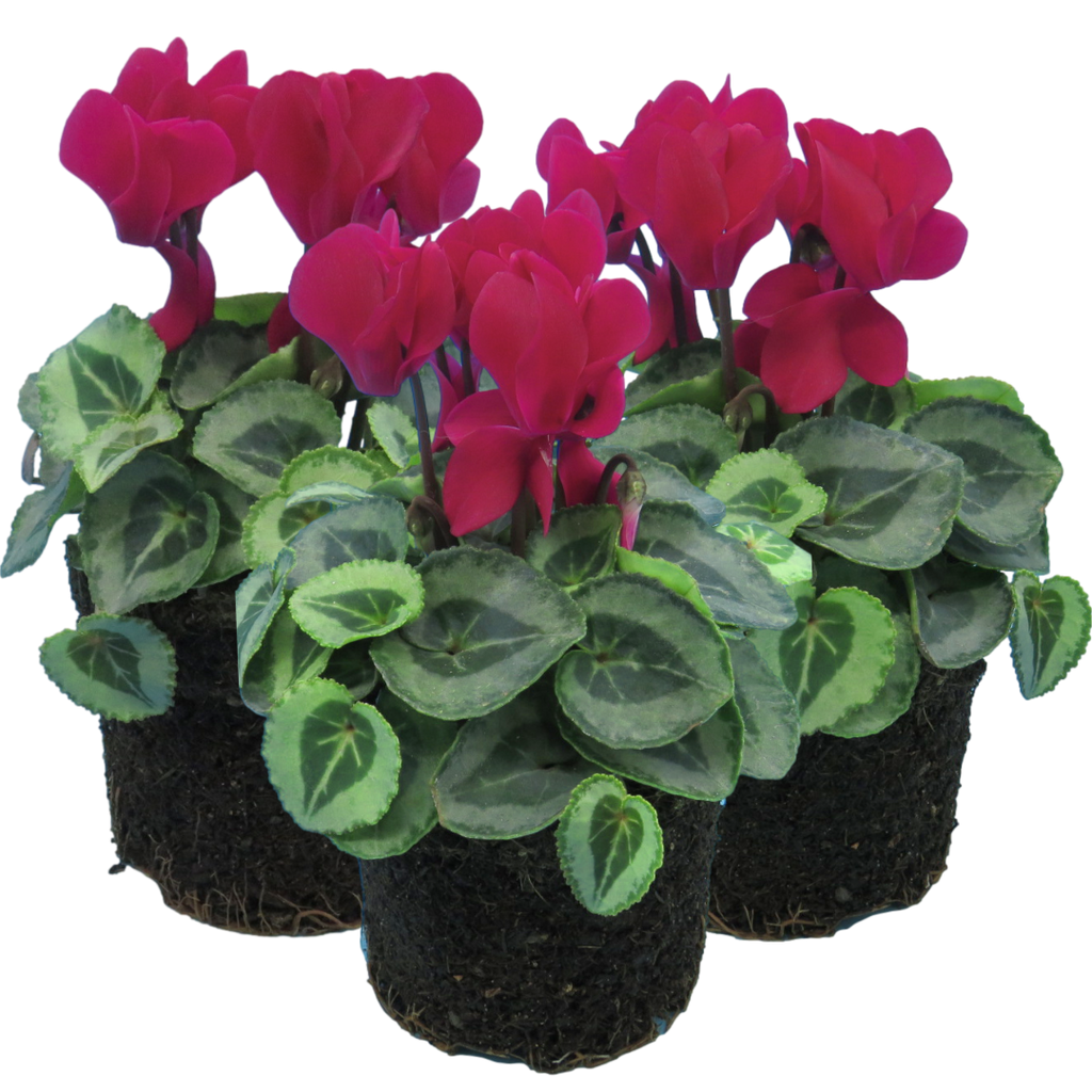 Cyclamen persicum Silver Leaf 'Magenta' from Cedar Nursery, Cobham