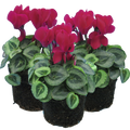 Cyclamen persicum Silver Leaf 'Magenta' from Cedar Nursery, Cobham