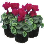 Cyclamen persicum Silver Leaf 'Magenta' from Cedar Nursery, Cobham
