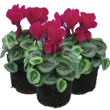 Cyclamen persicum Silver Leaf 'Magenta' from Cedar Nursery, Cobham