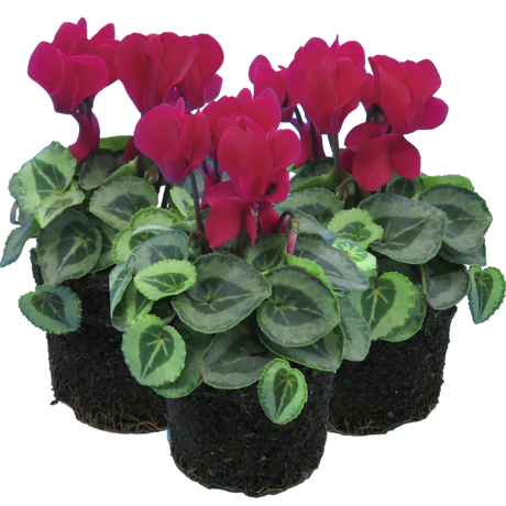 Cyclamen persicum Silver Leaf 'Magenta' from Cedar Nursery, Cobham