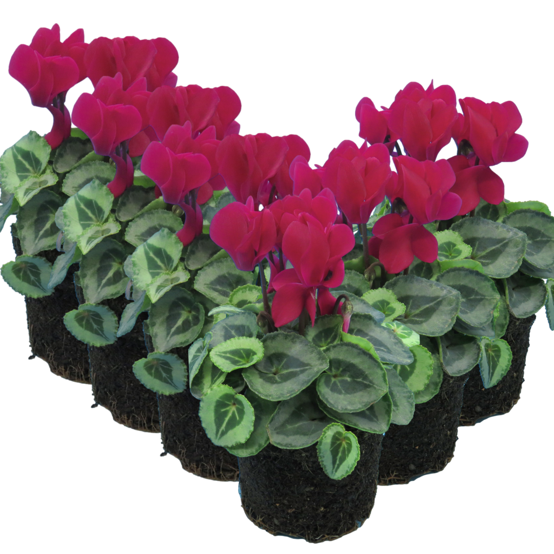 Cyclamen persicum Silver Leaf 'Magenta' from Cedar Nursery, Cobham