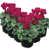Cyclamen persicum Silver Leaf 'Magenta' from Cedar Nursery, Cobham