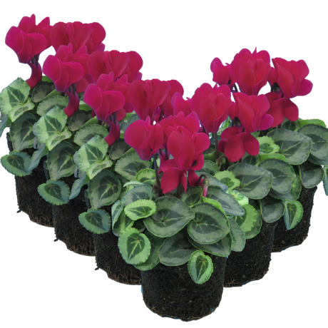 Cyclamen persicum Silver Leaf 'Magenta' from Cedar Nursery, Cobham
