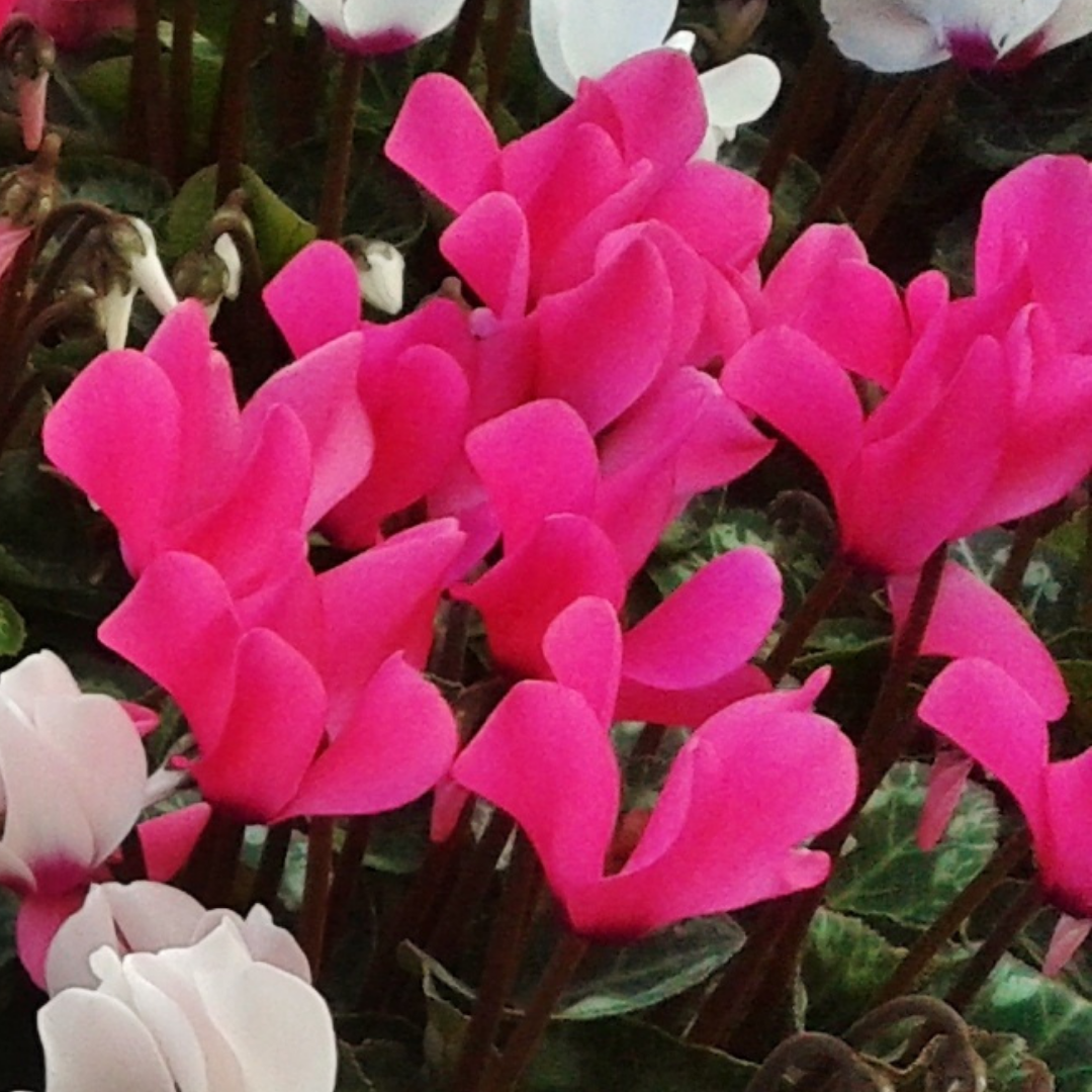 Cyclamen persicum Silver Leaf 'Magenta' from Cedar Nursery, Cobham