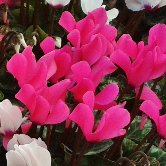 Cyclamen persicum Silver Leaf 'Magenta' from Cedar Nursery, Cobham
