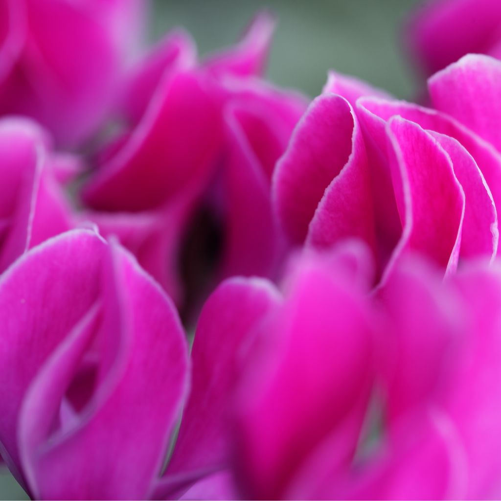 Cyclamen persicum Silver Leaf 'Magenta' from Cedar Nursery, Cobham