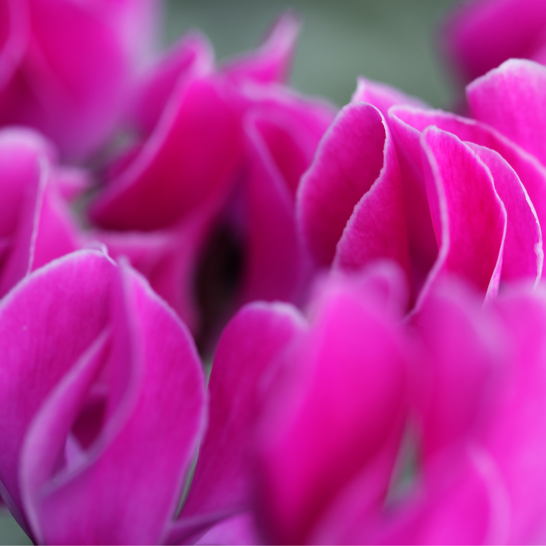 Cyclamen persicum Silver Leaf 'Magenta' from Cedar Nursery, Cobham