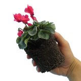 Cyclamen persicum Silver Leaf 'Salmon' from Cedar Nursery, Cobham