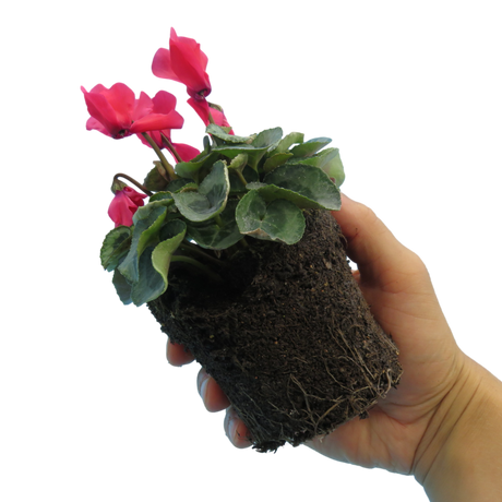 Cyclamen persicum Silver Leaf 'Salmon' from Cedar Nursery, Cobham