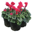 Cyclamen persicum Silver Leaf 'Salmon' from Cedar Nursery, Cobham