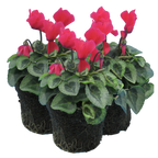 Cyclamen persicum Silver Leaf 'Salmon' from Cedar Nursery, Cobham