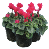 Cyclamen persicum Silver Leaf 'Salmon' from Cedar Nursery, Cobham
