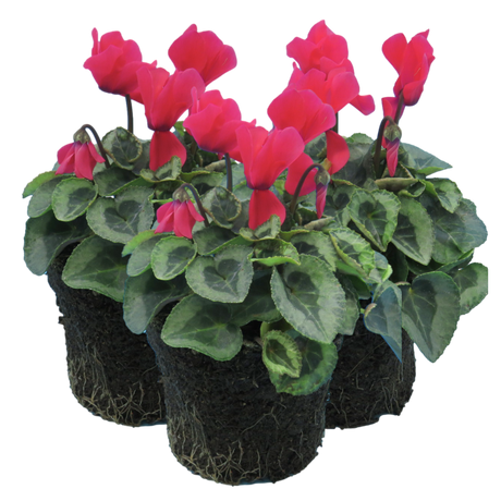 Cyclamen persicum Silver Leaf 'Salmon' from Cedar Nursery, Cobham