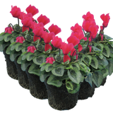 Cyclamen persicum Silver Leaf 'Salmon' from Cedar Nursery, Cobham