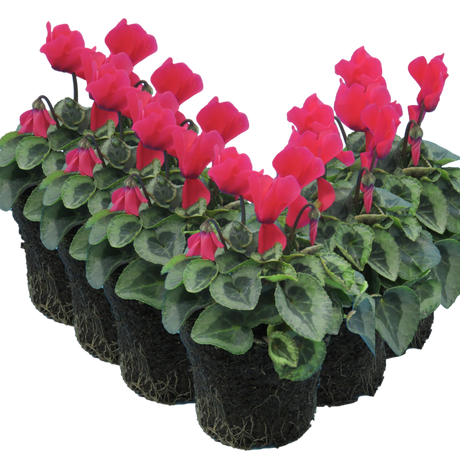 Cyclamen persicum Silver Leaf 'Salmon' from Cedar Nursery, Cobham