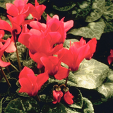 Cyclamen persicum Silver Leaf 'Salmon' from Cedar Nursery, Cobham