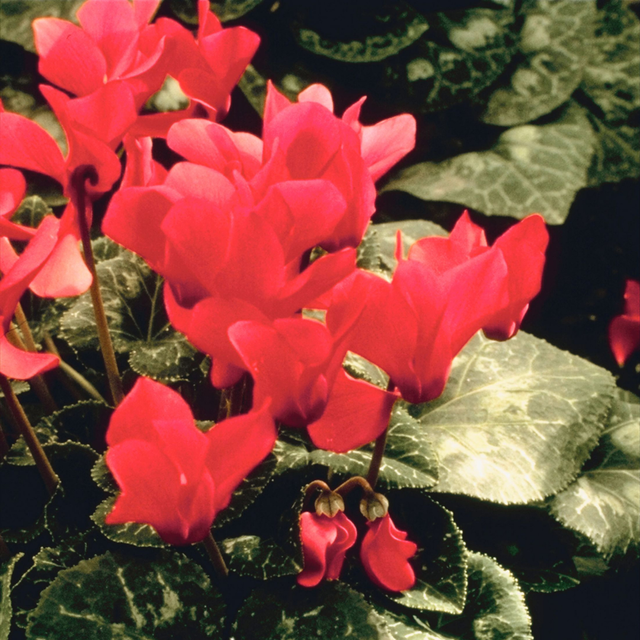 Cyclamen persicum Silver Leaf 'Salmon' from Cedar Nursery, Cobham