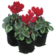 Cyclamen persicum Silver Leaf 'Scarlet' from Cedar Nursery, Cobham