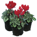 Cyclamen persicum Silver Leaf 'Scarlet' from Cedar Nursery, Cobham