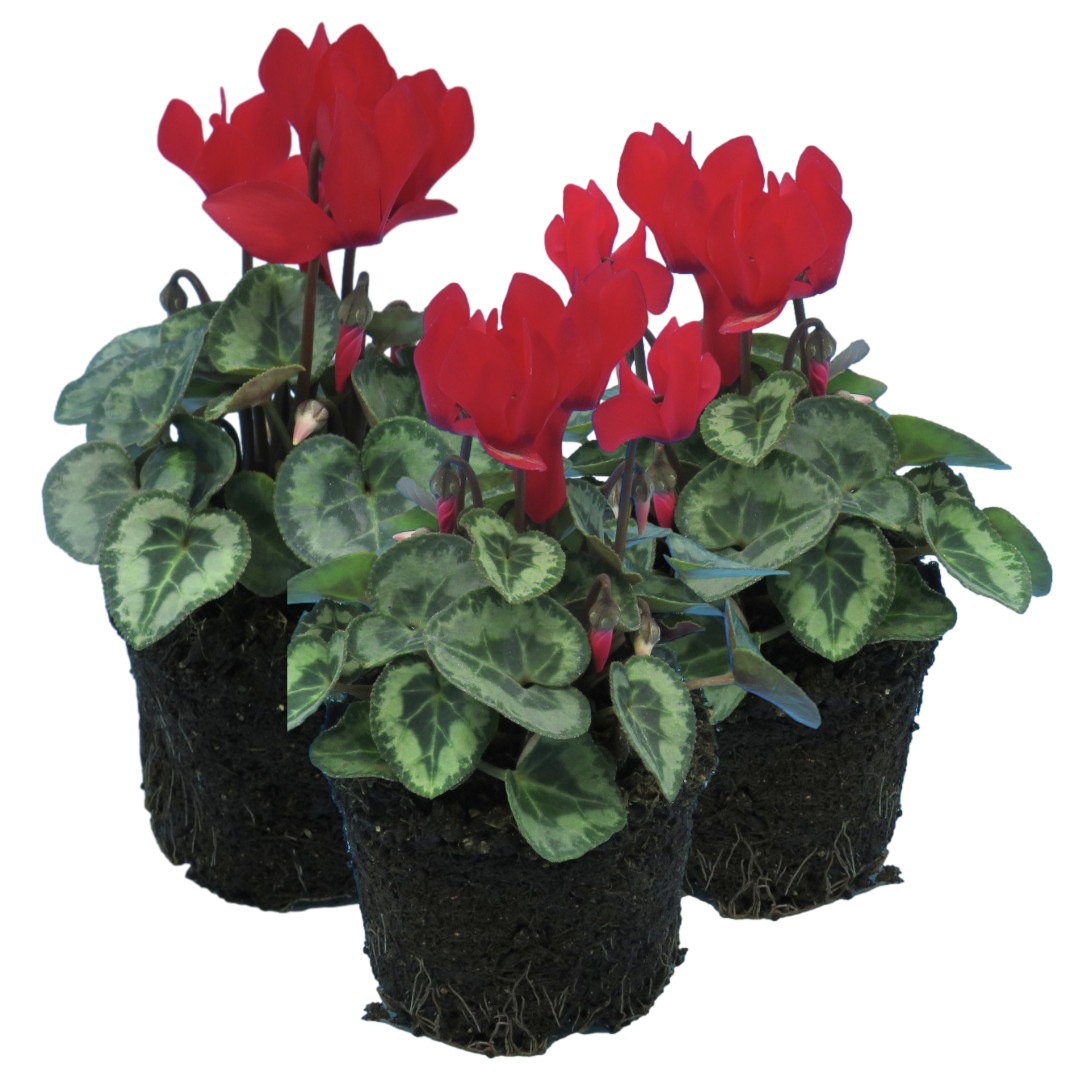 Cyclamen persicum Silver Leaf 'Scarlet' from Cedar Nursery, Cobham