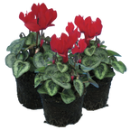 Cyclamen persicum Silver Leaf 'Scarlet' from Cedar Nursery, Cobham