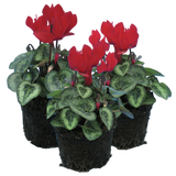 Cyclamen persicum Silver Leaf 'Scarlet' from Cedar Nursery, Cobham